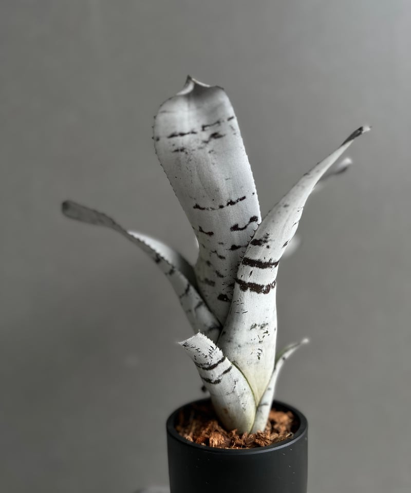 エクメア　チャンティーニ　ハイブリッド　セレクト エクメア チャンティニー ハイブリッド | GREEN LUCK