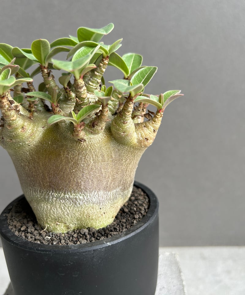 アデニウム アラビカム スーパー ドワーフ “ブラック” 「Adenium