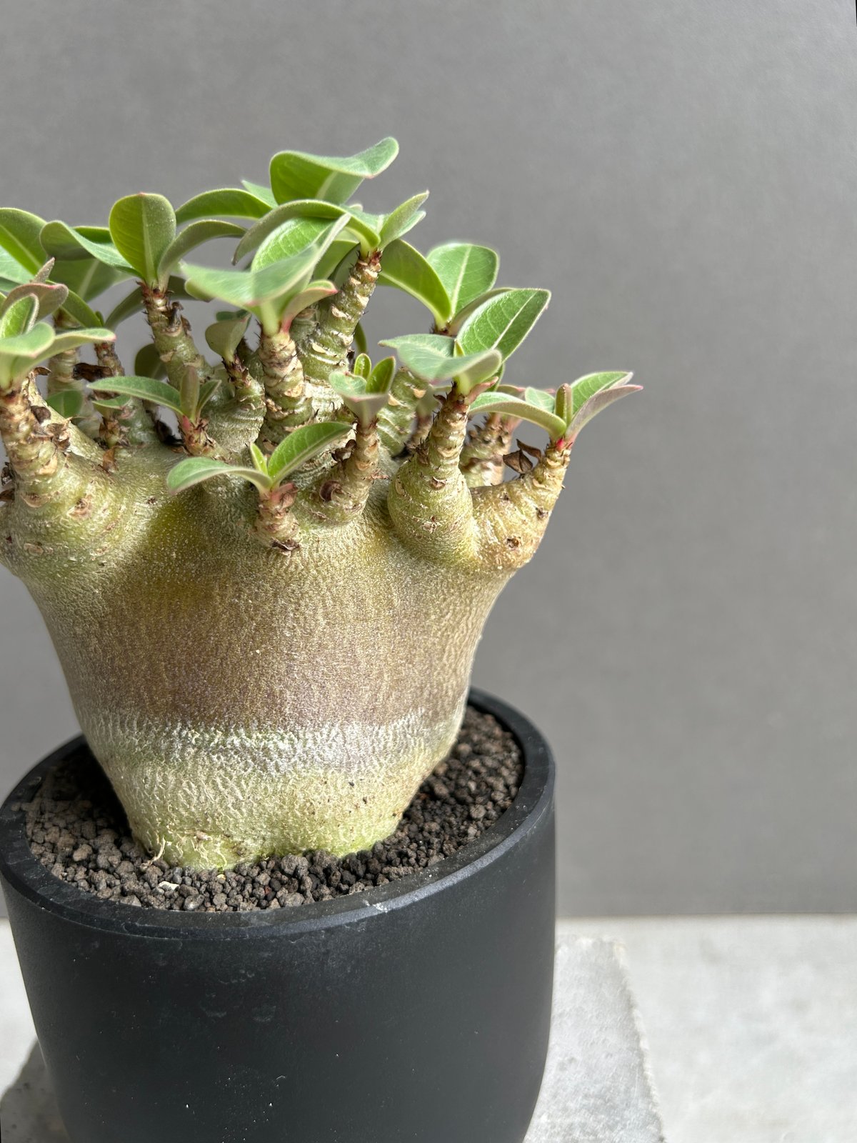 アデニウム アラビカム スーパー ドワーフ “ブラック” 「Adenium