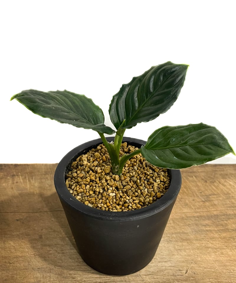 アグラオネマ メタリカ「Aglaonema Metallica」48F-1 | SHOUCHI...