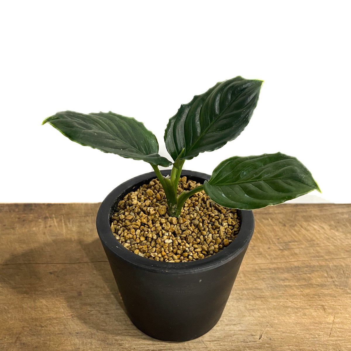 アグラオネマ メタリカ「Aglaonema Metallica」48F-1 | SHOUCHI アグラオネマ メタリカ「Aglaonema Metallica」48F-1 | SHOUCHI
