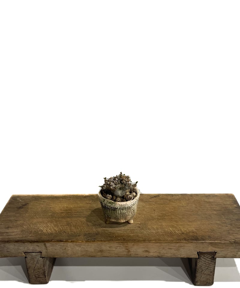 ドルステニア ラブラニー 綴化 + 陶器「Dorstenia lavrani cristata