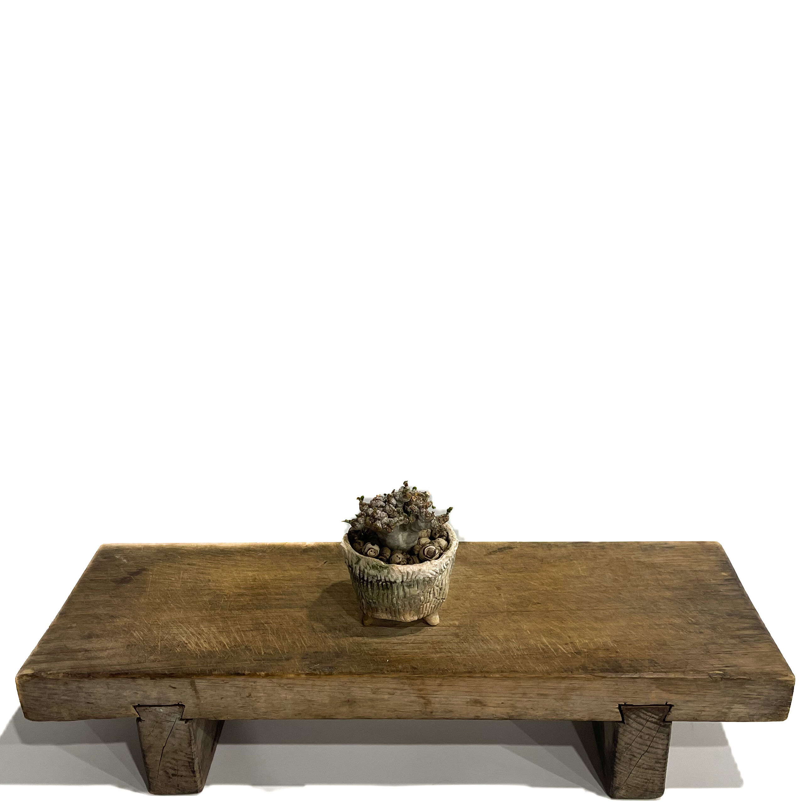 ドルステニア ラブラニー 綴化 + 陶器「Dorstenia lavrani cristata