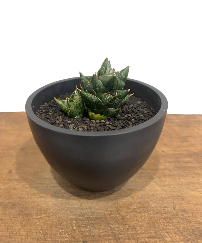 サンセベリア ニラパット 「Sansevieria Nilaphat (by Unyamane