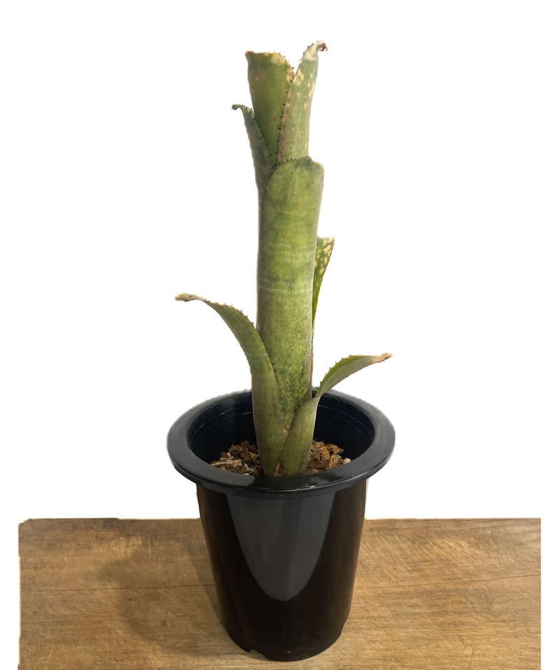Billbergia Kolan Cracker