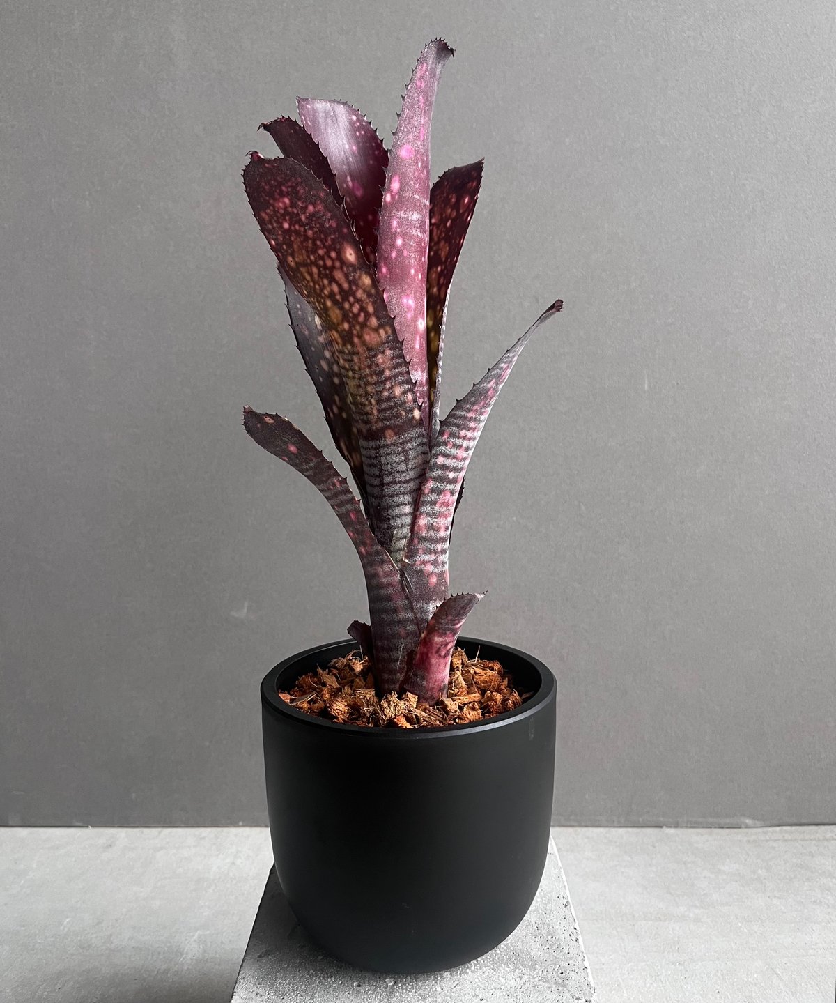 BILLBERGIA ‘Obi-Wan’ ビルベルギア オビワン ビルベルギア オビ-ワン 「Billbergia Obi - Wan」97C | SHOUCH