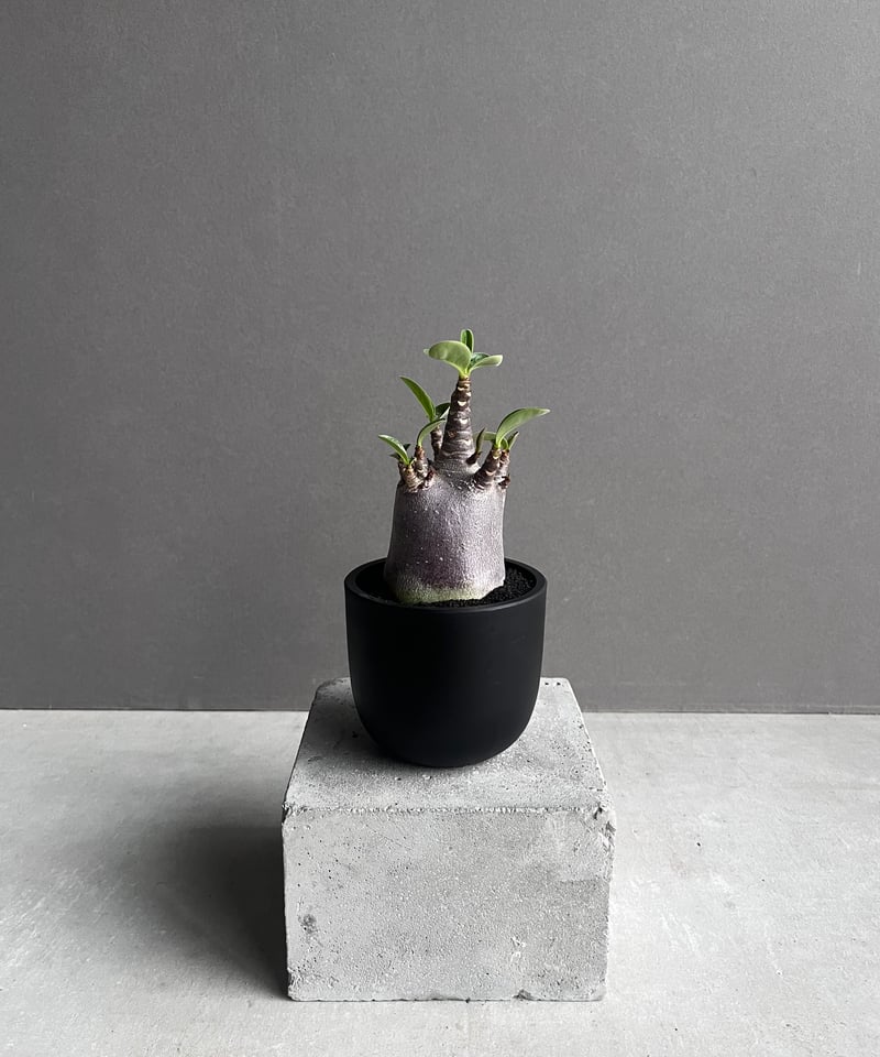 アデニウム アラビカム スーパー ドワーフ “ブラック” 「Adenium