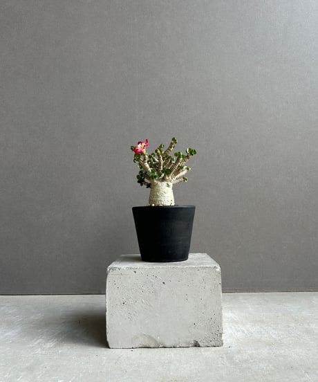 CATEGORY Plants | SHOUCHIKUEN