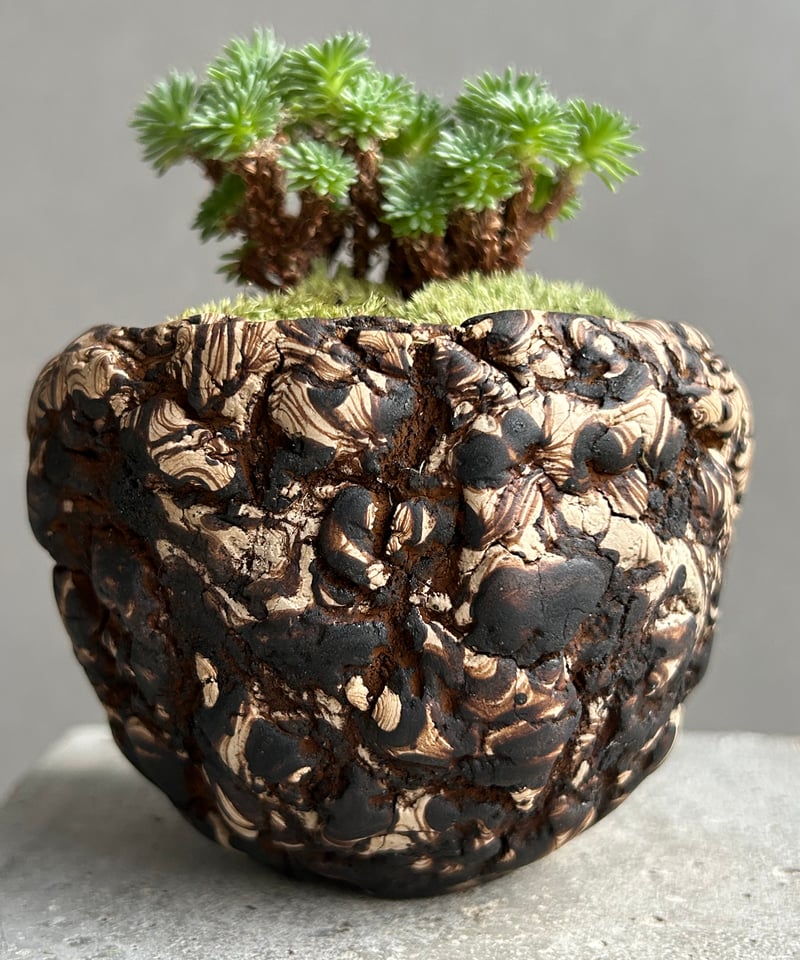 セダム 小松緑(こまつみどり) + plantsmonsters pot「Sedam mult