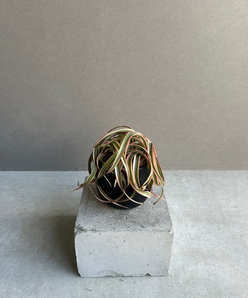 ドラセナ キュンティ「Dracaena concinne Kuhnty 」82J | SHOU