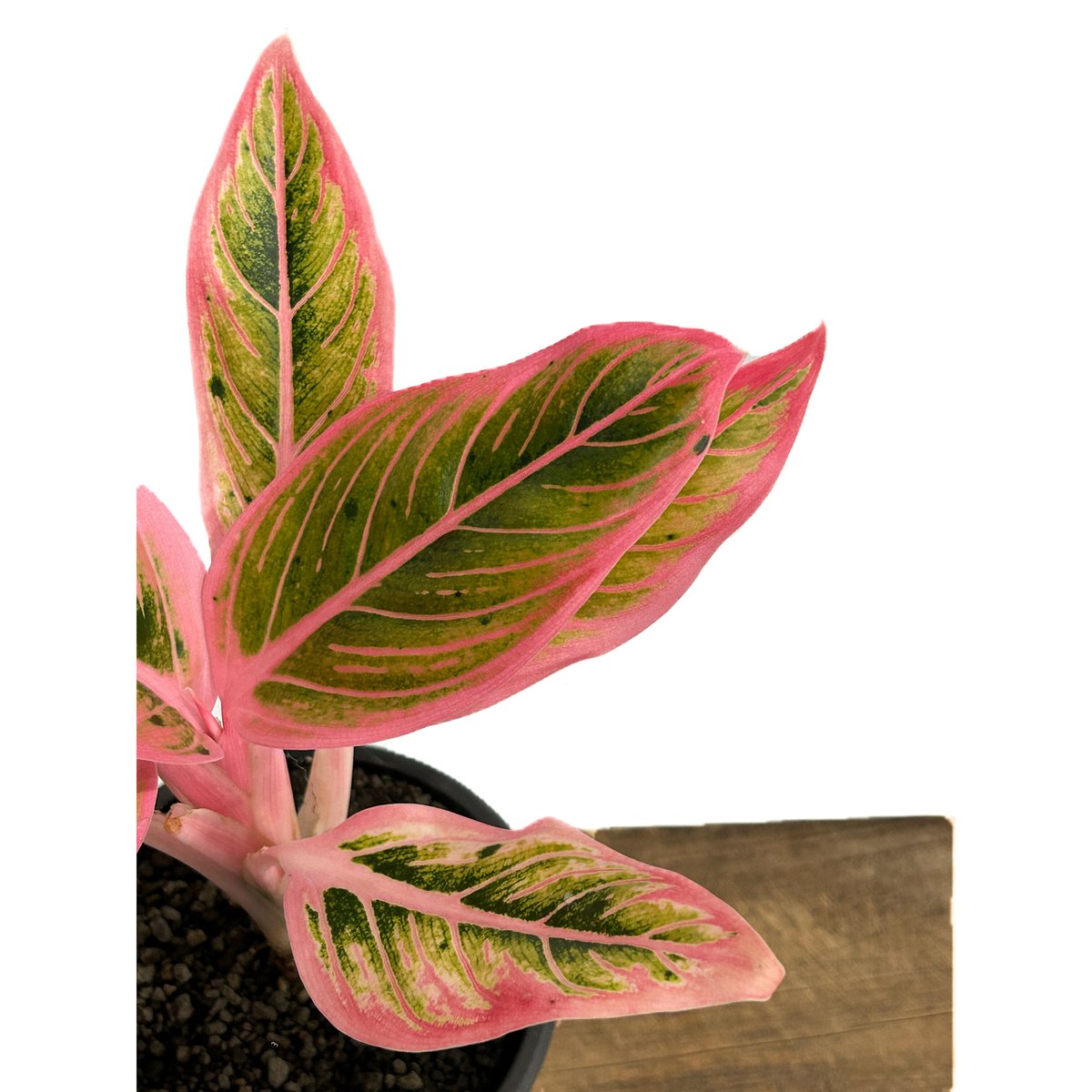 アグラオネマ ロータス デライト「Aglaonema Lotus Delight」11 アグラオネマ ロータス デライト「Aglaonema Lotus Delight」11