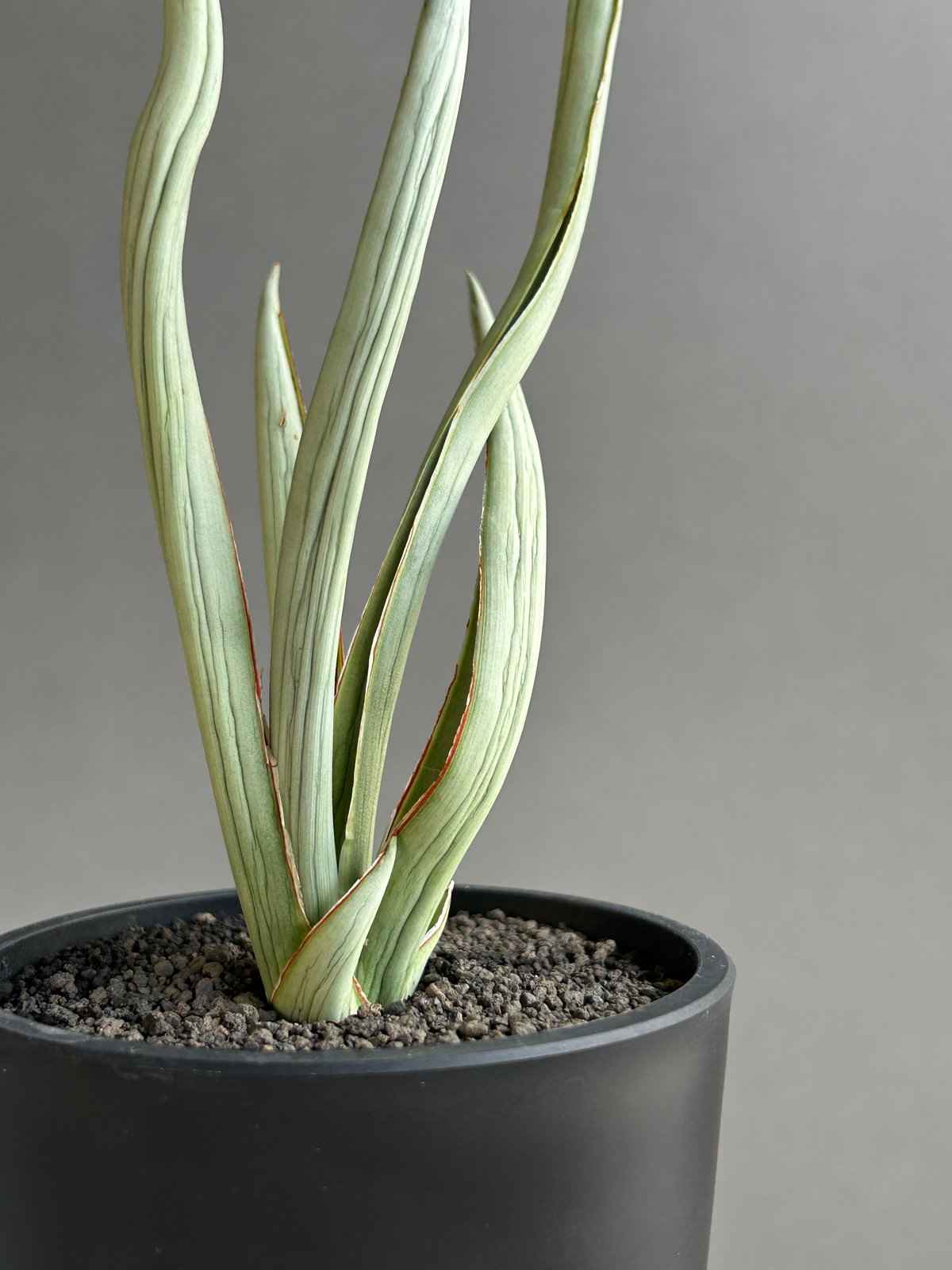 サンセベリア シルバー スパイラル「Sansevieria Silver Spiral (f