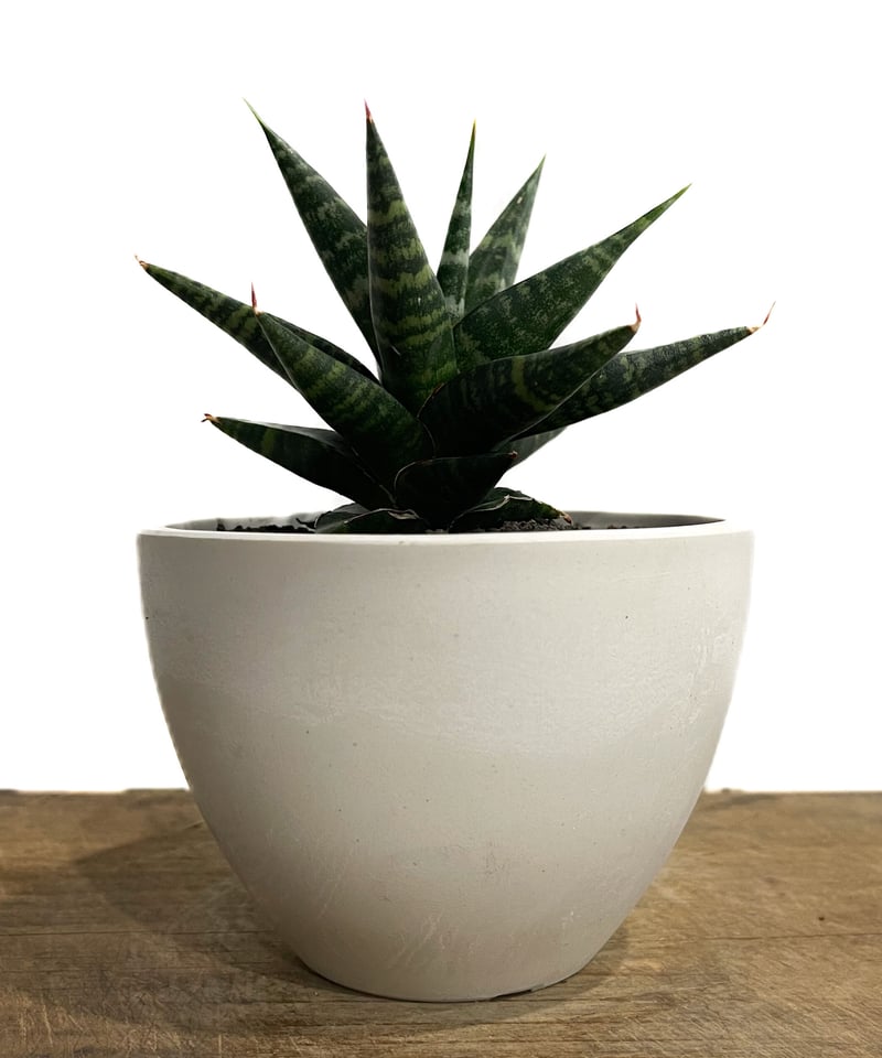サンセベリア ブラック ダイヤモンド「Sansevieria Black