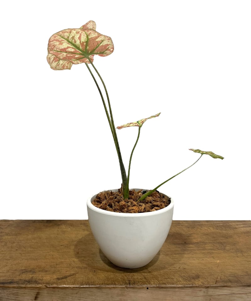 カラジウム　カラジューム　タイハイブリッド　ヒラヒラ系 カラジューム ハイブリッド “選抜個体”「 Caladium Hybrid “Select”」