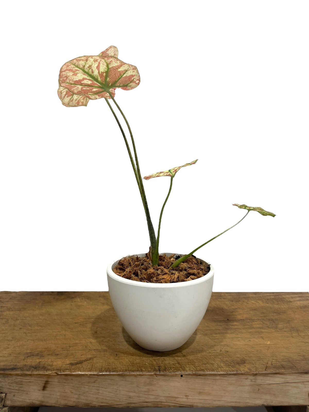 カラジウム　カラジューム　タイハイブリッド　ヒラヒラ系 カラジューム ハイブリッド “選抜個体”「 Caladium Hybrid “Select”」