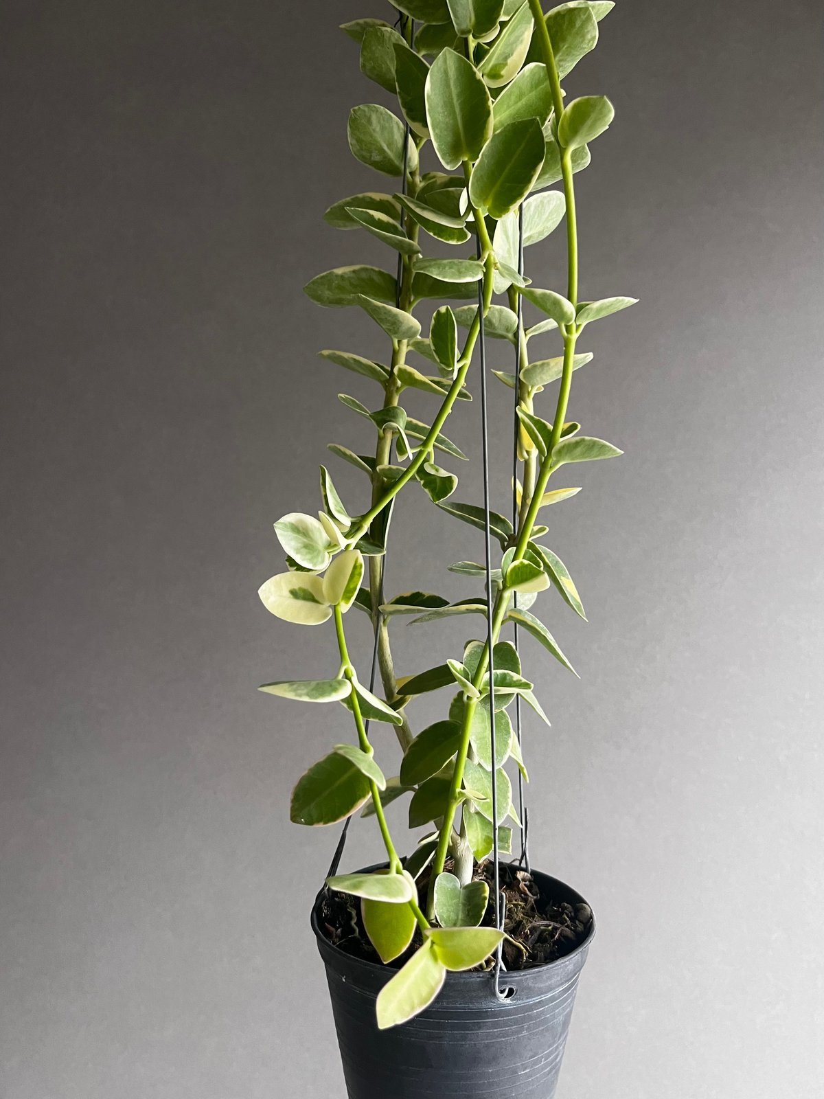 ホヤ クミンギアナ アルボマルギナータ 「Hoya cumingiana albomargin