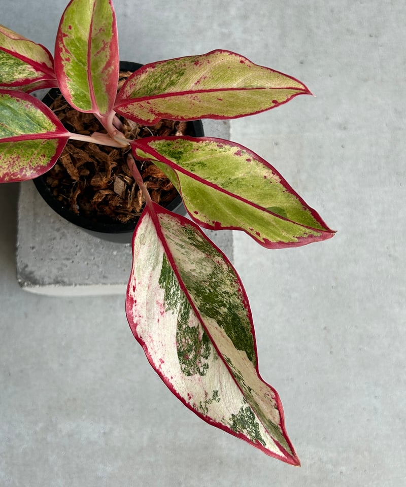 アグラオネマ サイアム オーロラ 斑入「Aglaonema Siam Aurora Varie