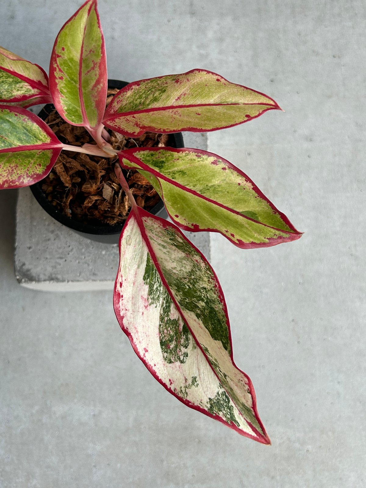 アグラオネマ サイアム オーロラ 斑入「Aglaonema Siam Aurora Varie