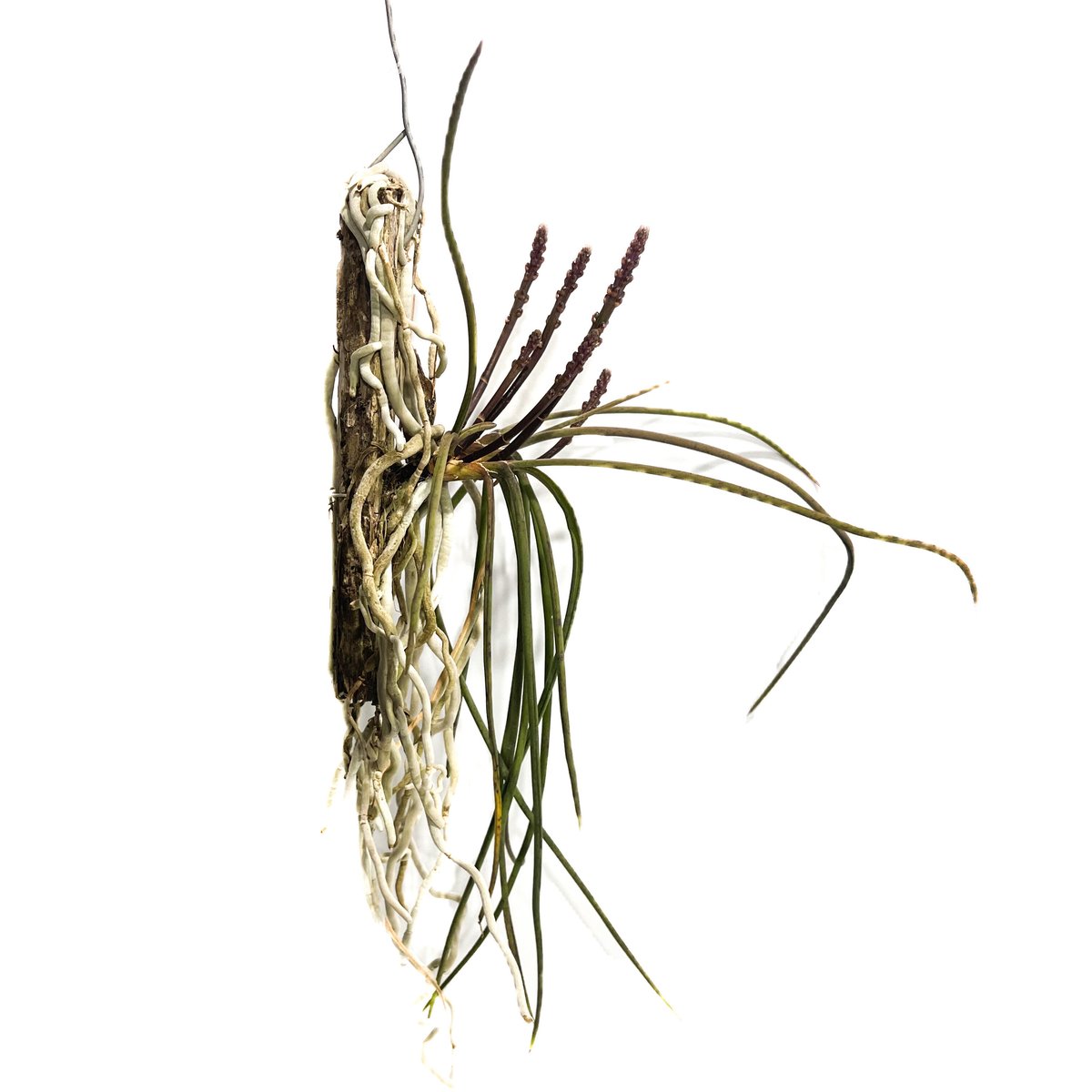 セイデンファデニア ミトラタ 250714 3 セイデンファデニア・ミトラタ・イエロー - 陽春園ネット通販