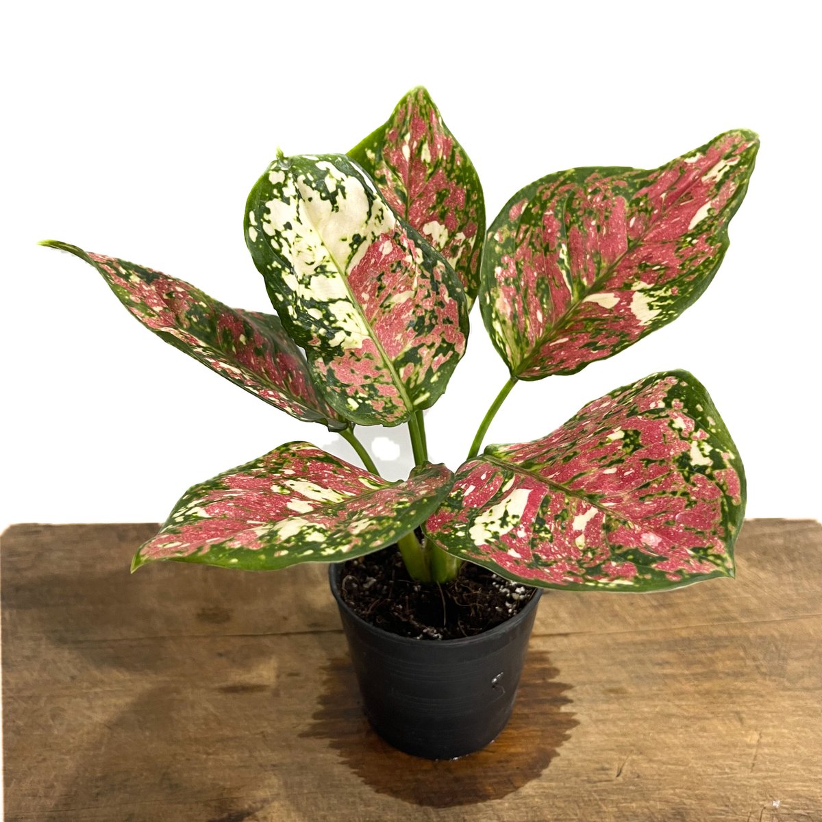 アグラオネマ アンヤマニー トリカラー「Aglaonema Unyamanee Tricolo