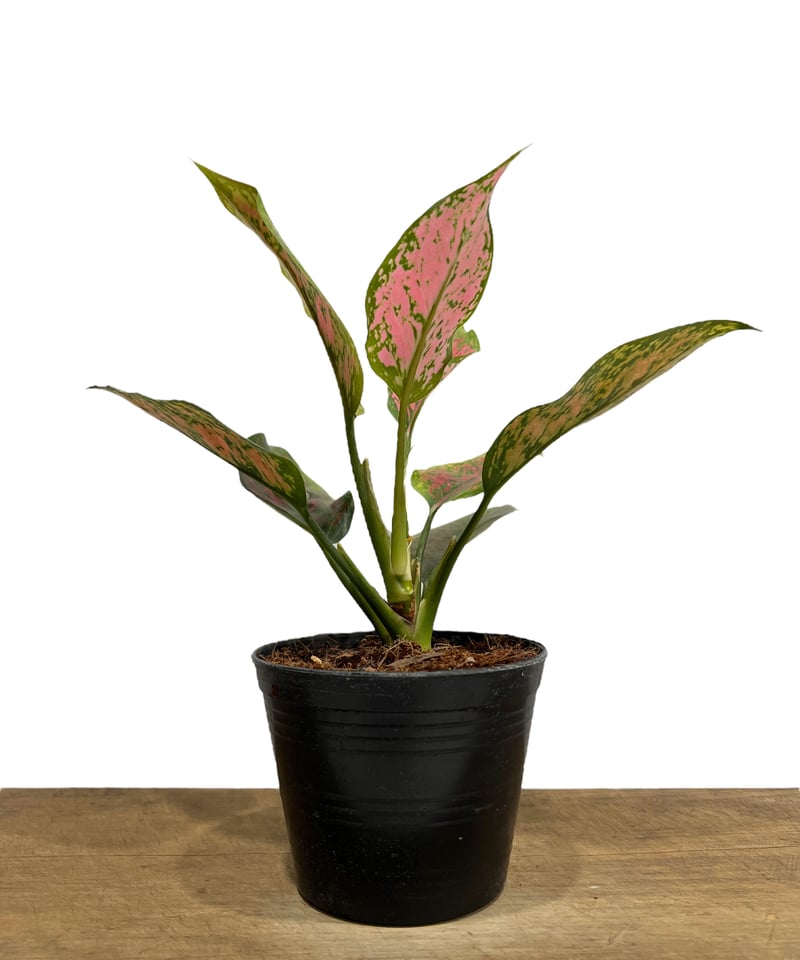 専用　アグラオネマ　A アグラオネマ カンクン 'ブラック' 「Aglaonema Kankun 'Black