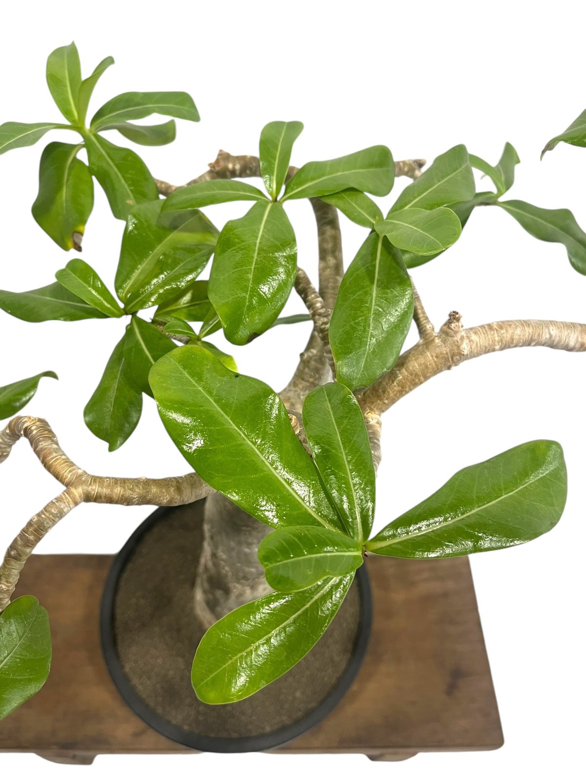 アデニウム タイソコトラナム 'バオバブ スタイル' 「Adenium Thai