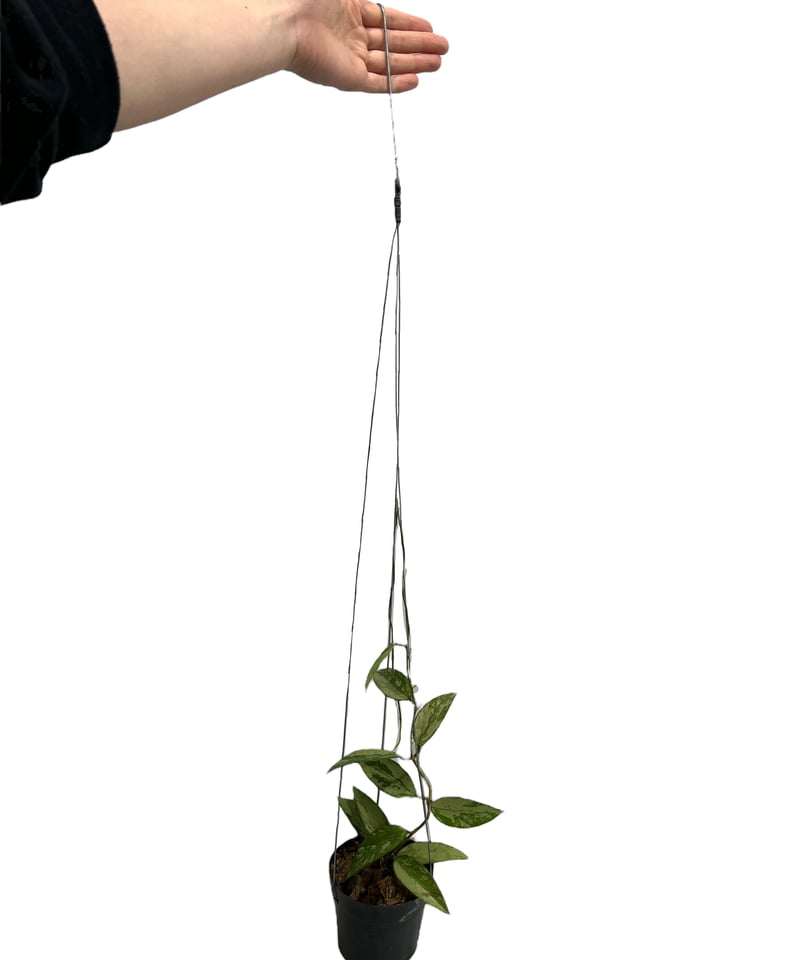 ホヤスノークイシルバー「Hoya snow cui silver」33I | SHOUCHIKUEN