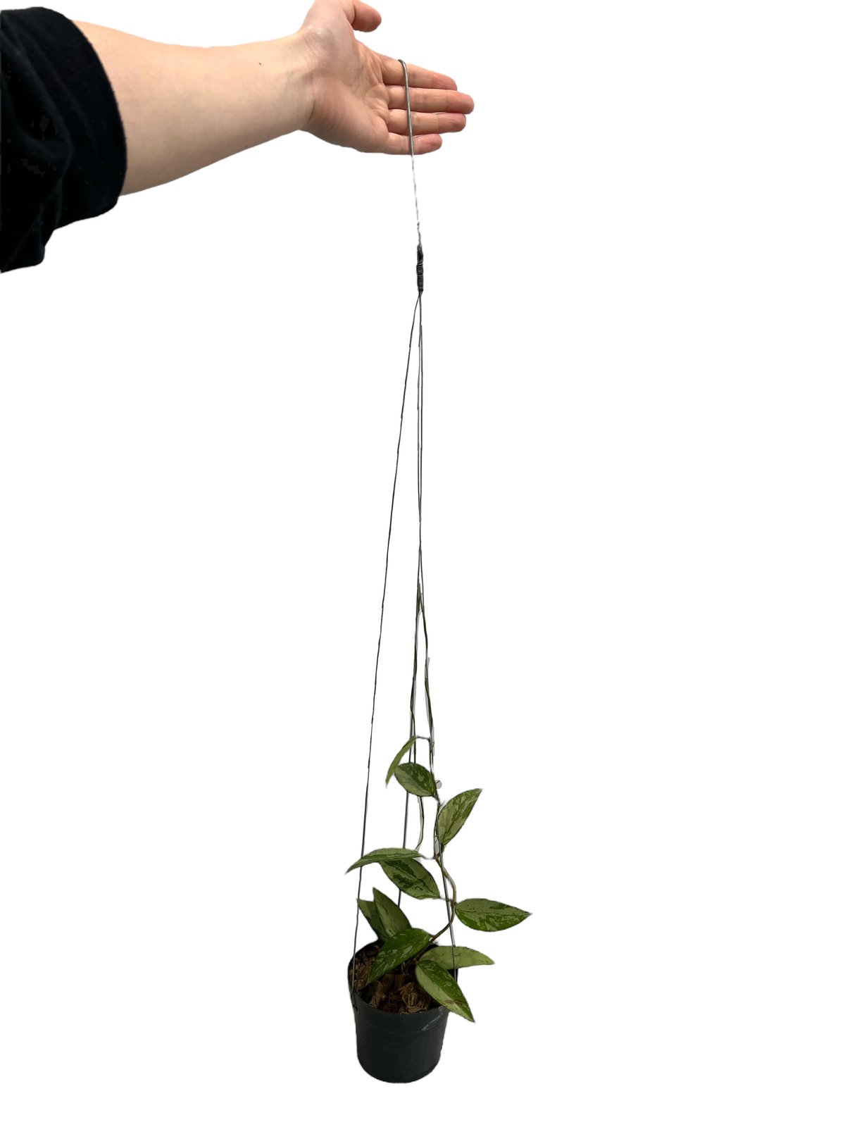 ホヤスノークイシルバー「Hoya snow cui silver」33I | SHOUCHIKUEN