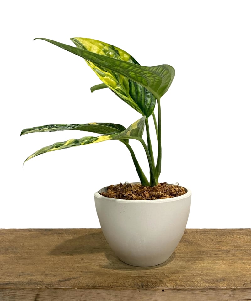モンステラ カルステニアナム (ペルー) 斑入 「Monstera Karstenianum