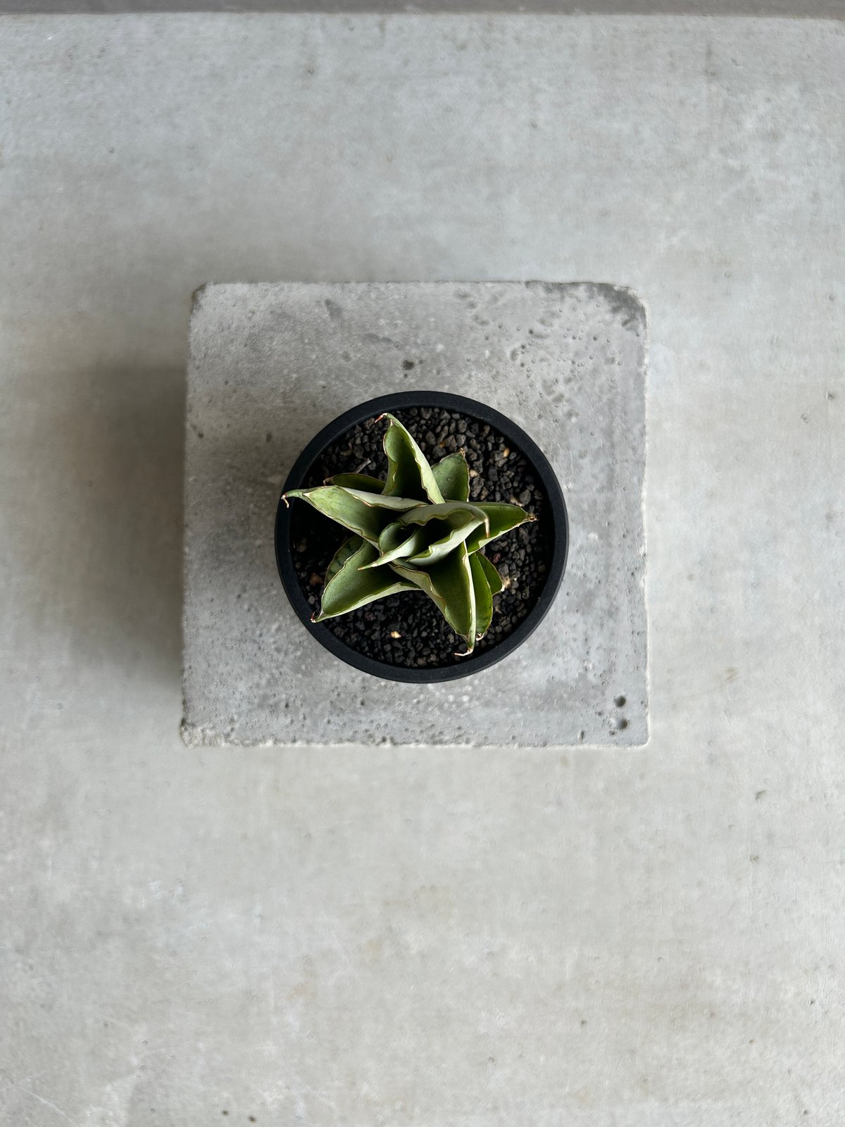 サンセベリア ブア カーオ「 Sansevieria Buakaw(by Unyamanee