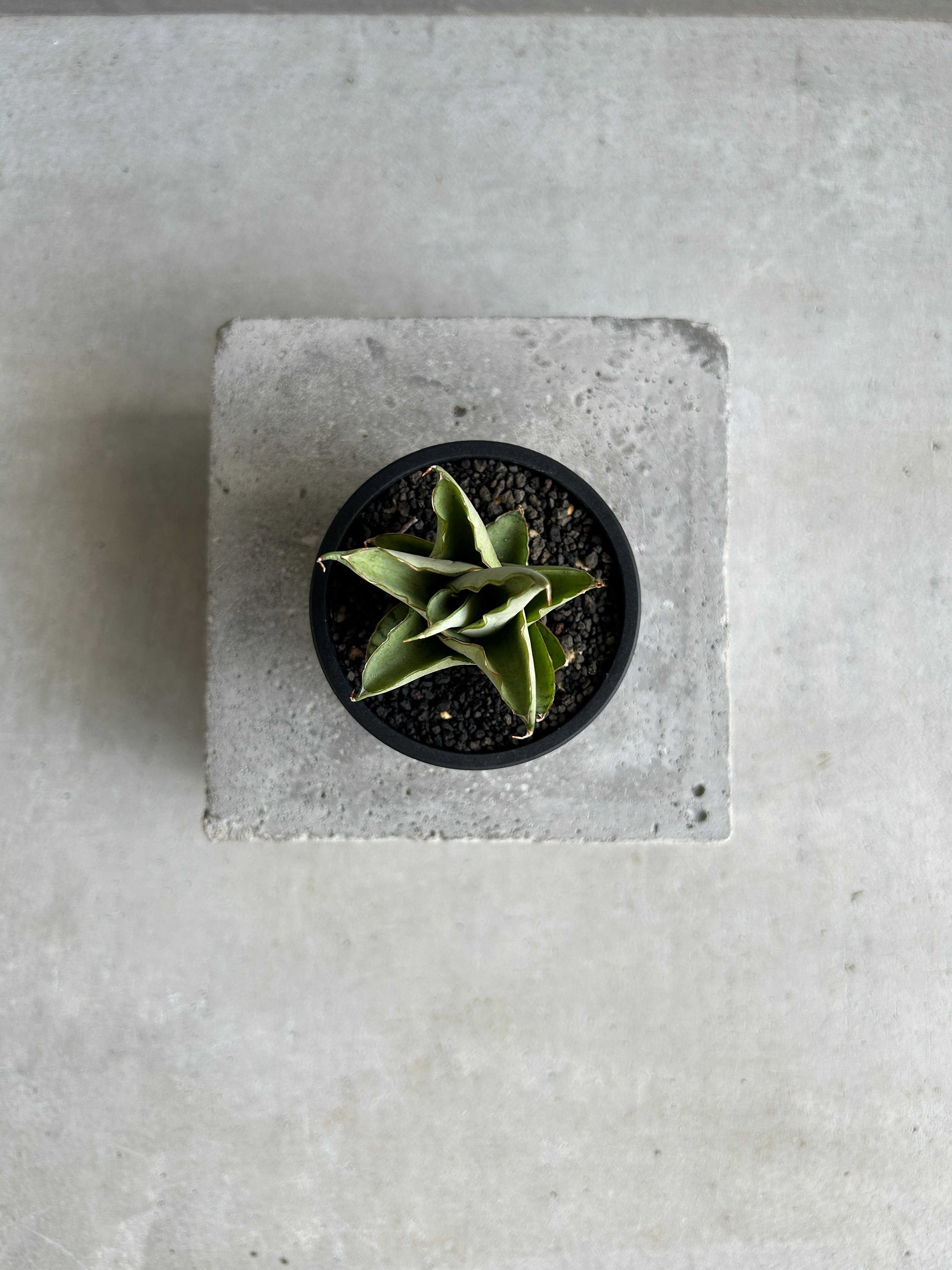 サンセベリア ブア カーオ「 Sansevieria Buakaw(by Unyamanee
