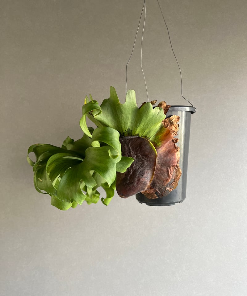 ビカクシダ スリナリウム（P. コロ ナリウムxP.ワンダエ