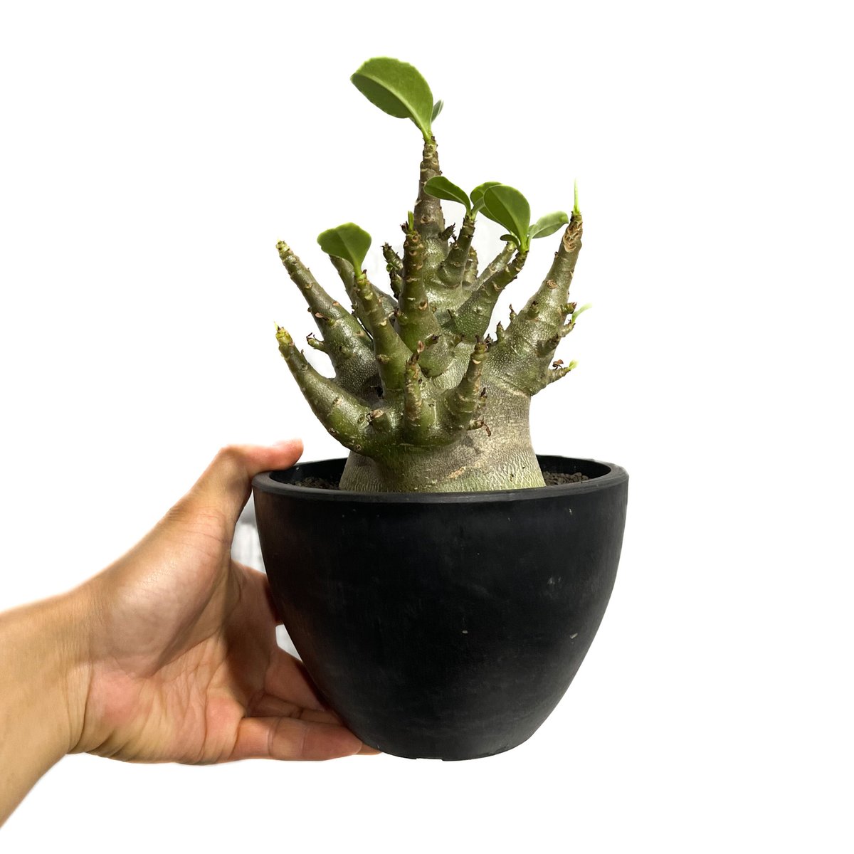7*7様 アデニウム・アラビカム　スーパードワーフ アデニウム アラビカム スーパー ドワーフ “ブラック” 「Adenium