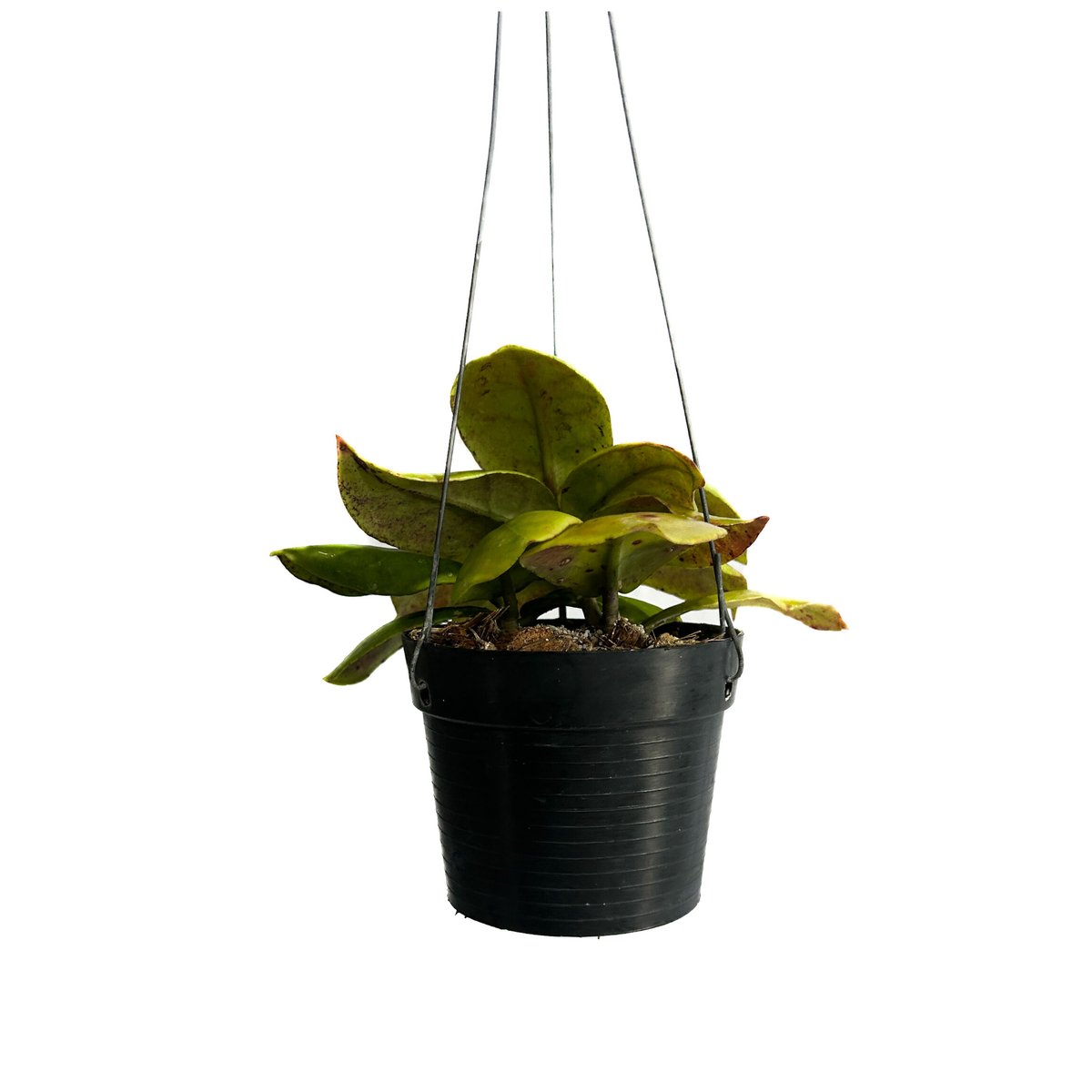 0904＊Hoya ＊ ホヤ ＊ pulleana ＊ IM-08 Hoya sp. IM-08 | Vermont Hoyas