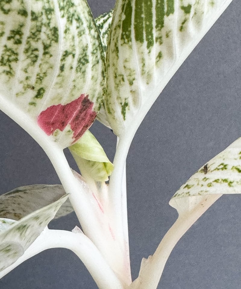 アグラオネマ ホワイト レガシー “変異種” 「Aglaonema White