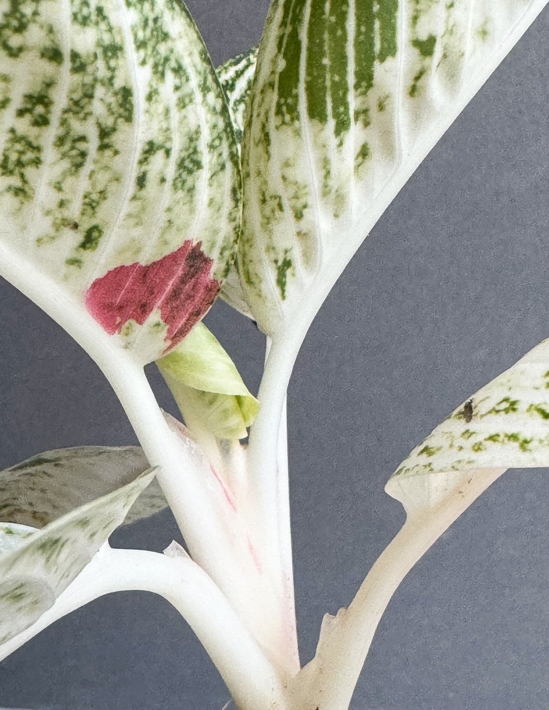 アグラオネマ ホワイト レガシー “変異種” 「Aglaonema White Legacy