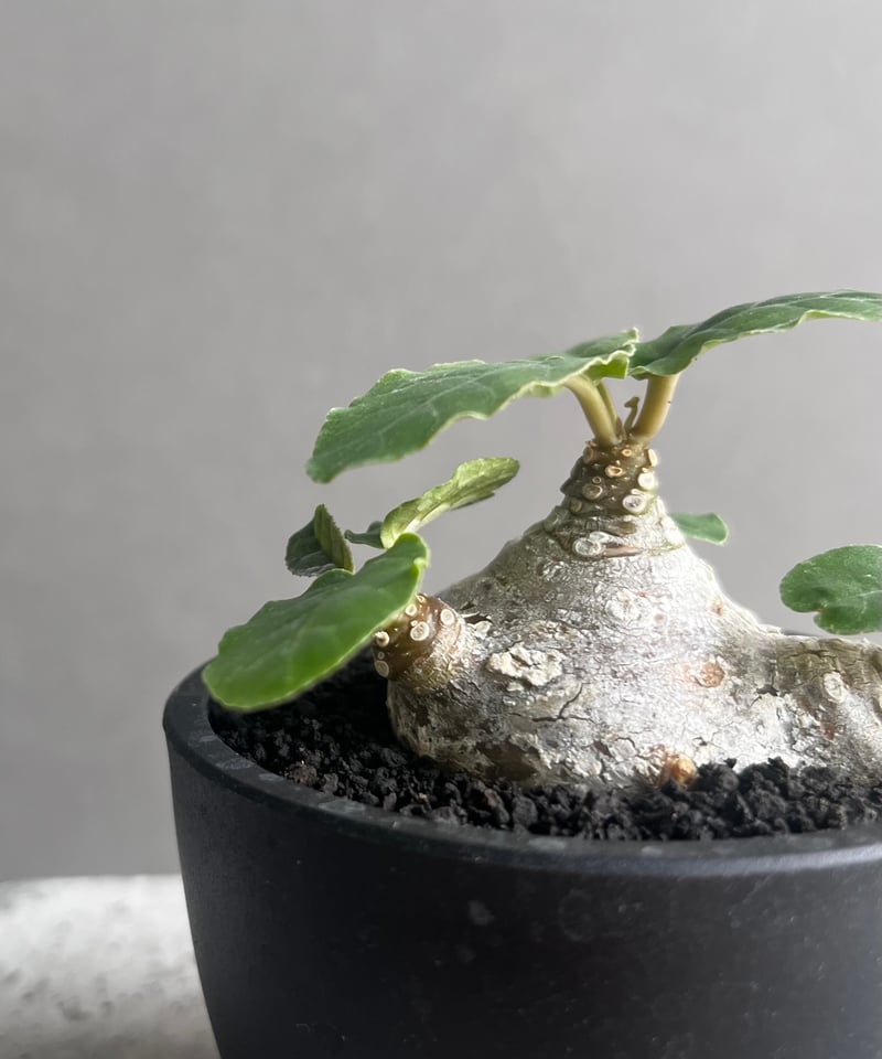 ドルステニア フォエチダ “多頭タイプ” 「Dorstenia foetida