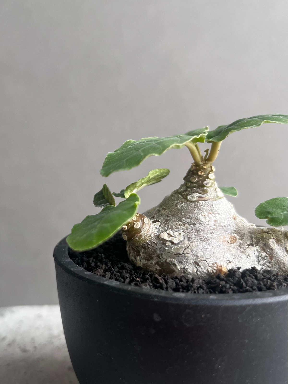 ドルステニア フォエチダ “多頭タイプ” 「Dorstenia foetida」11D | S