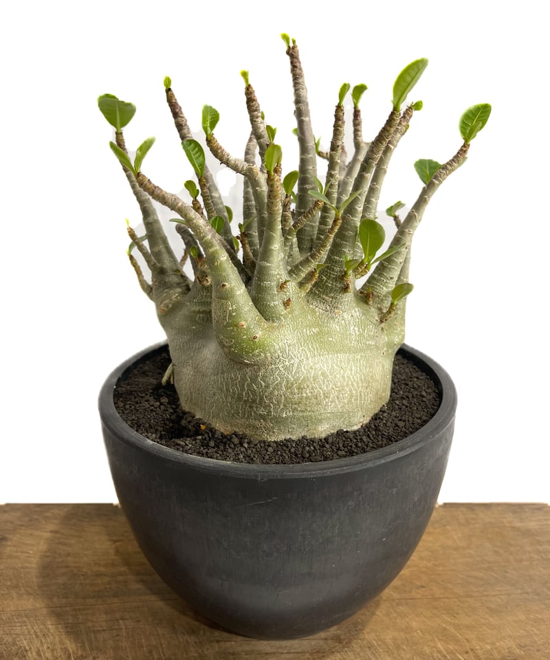 アデニウム アラビカム ドワーフ 6寸 アデニウム： アラビカム ドワーフ 6号23-05 の通販 | 園芸ネット