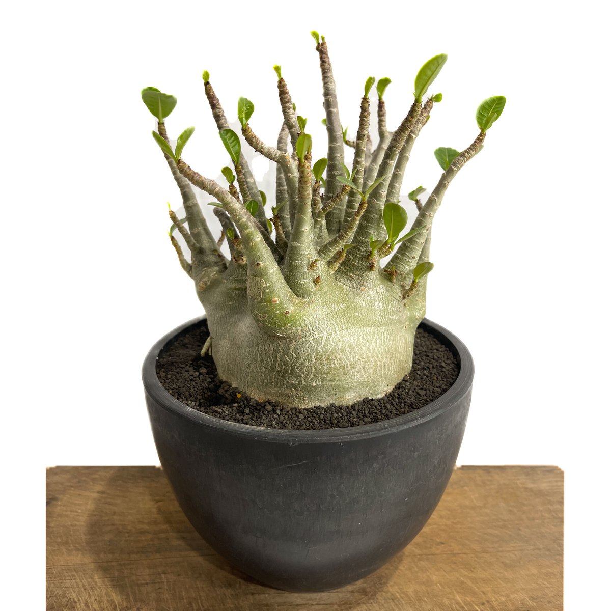 アデニウム アラビカム ドワーフ タイプ「Adenium arabicum dwarf ty