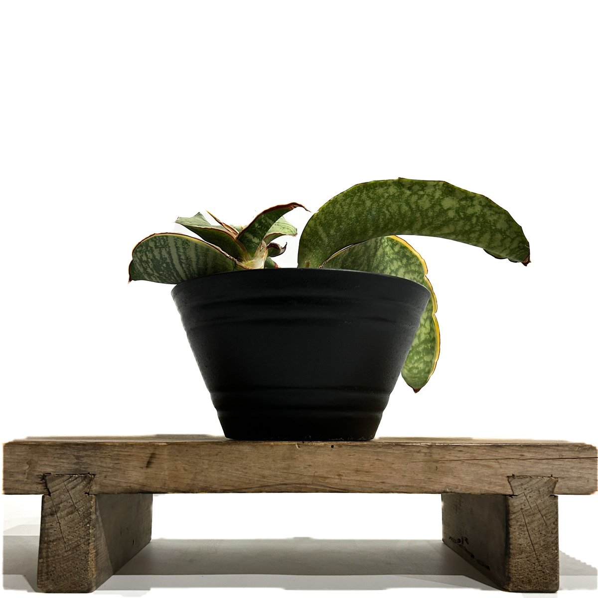 サンセベリア ドラゴン ウィング 斑入「Sansevieria dragon wing サンセベリア ドラゴン ウィング 斑入「Sansevieria dragon wing