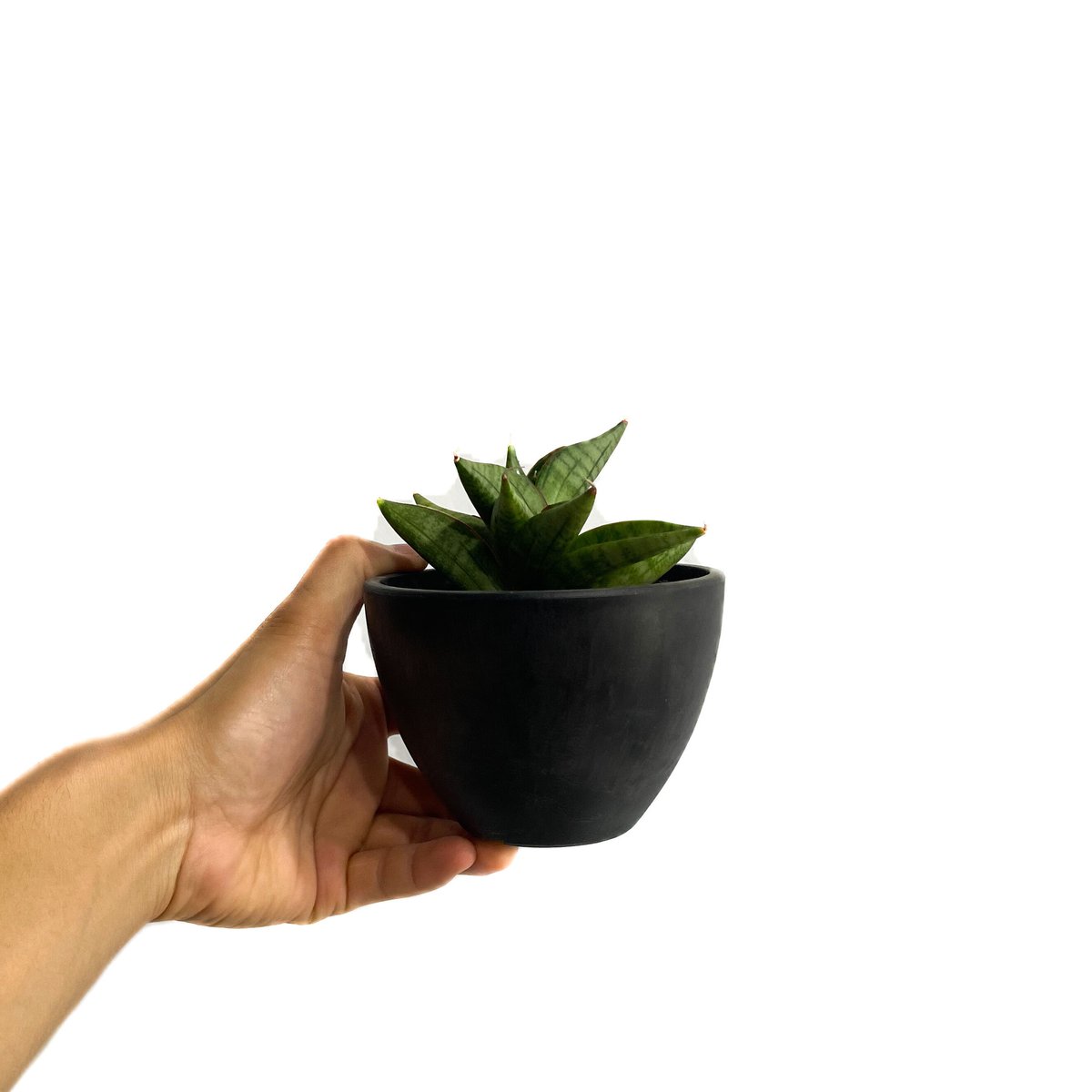 サンセベリア ヴィエナ「Sansevieria Vienna (by Unyamanee Ga