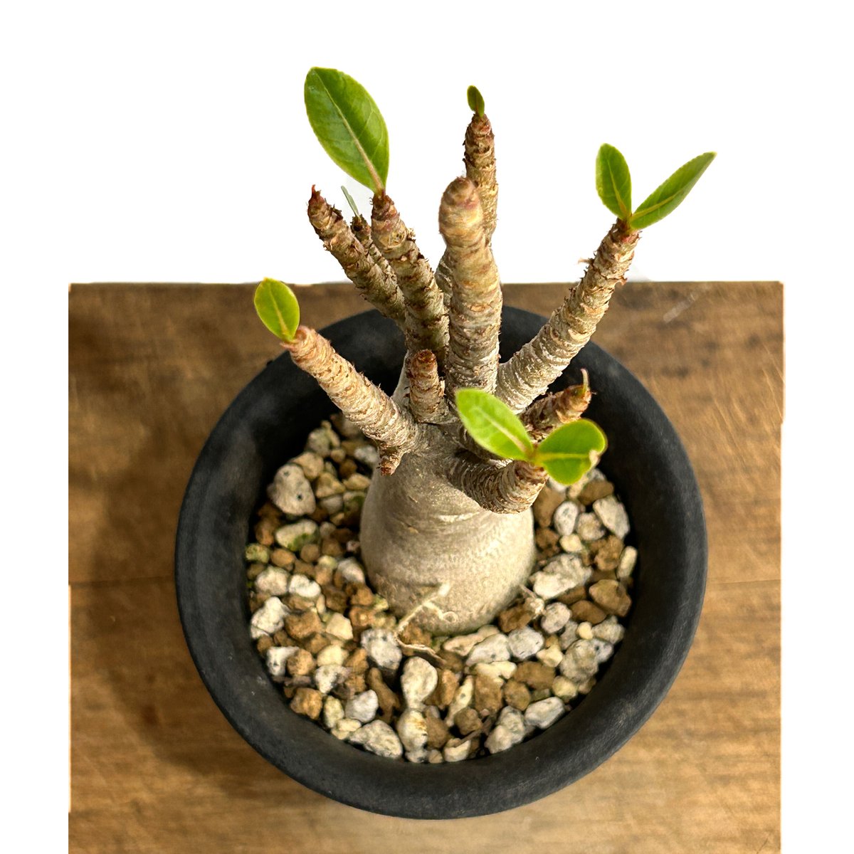 親父93　　斑入り　アデニウム・オベスム　 Adenium Ｏbesum アデニウム オベスム “ブラック “「Adenium obesum “BLACK” 」11/