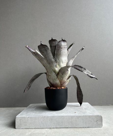 【SASUKE☀︎プランツ】 コレクターズスペシャル(2018/11/23更新) – Air Plant Hub