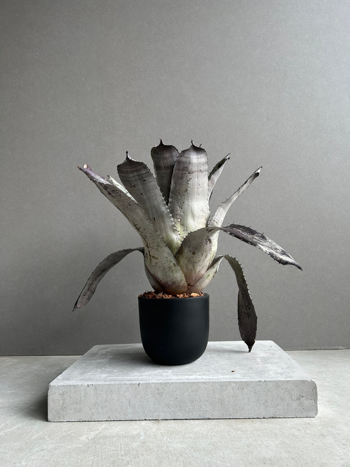 エクメア チャンティニー ブラック x ホヘンベルギア レオポルド