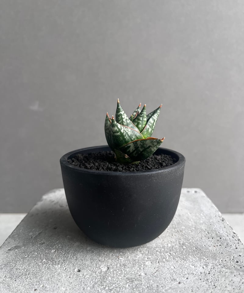 サンスベリア Sansevieria Nillapat サンセベリア ニラパット(ドワーフ) 「Sansevieria Nilaphat (by