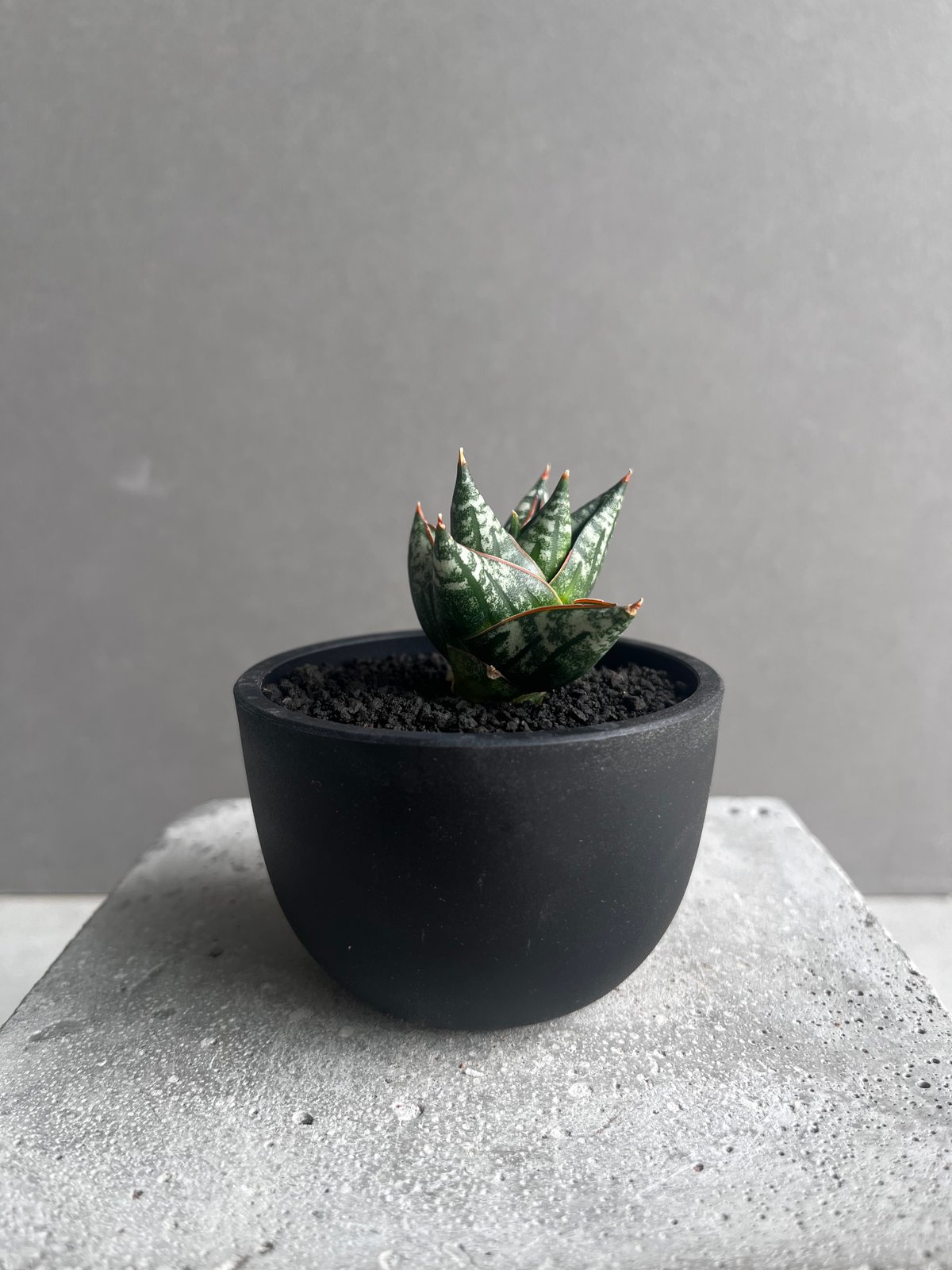 サンセベリア ニラパット(ドワーフ) 「Sansevieria Nilaphat (by Un