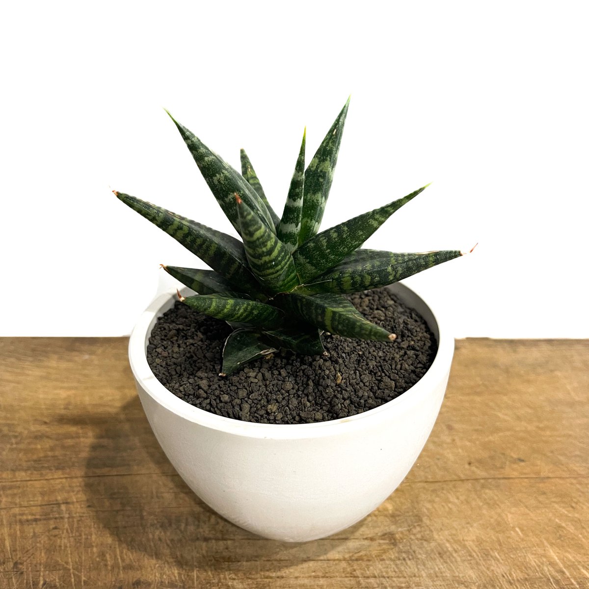サンセベリア ブラック ダイヤモンド「Sansevieria Black