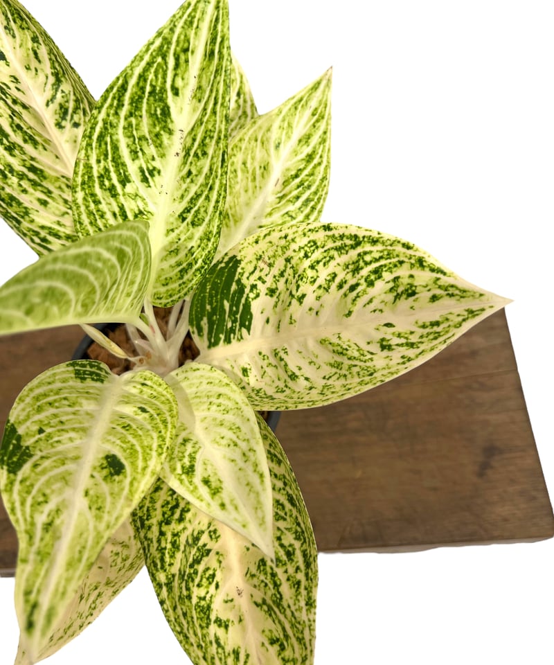 アグラオネマ ホワイト レガシー 「Aglaonema White Legacy」42S