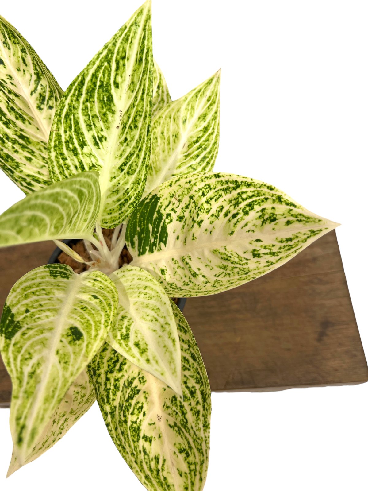 アグラオネマ ホワイト レガシー 「Aglaonema White Legacy」42S |